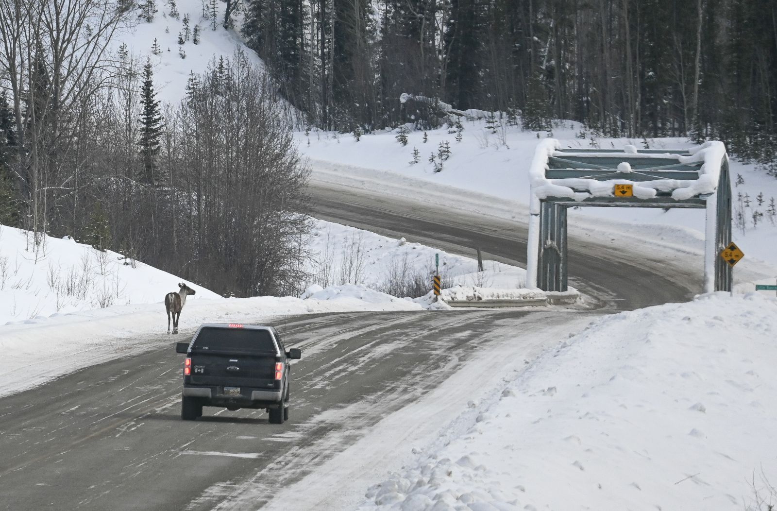 A caribou is seen in the Alaska Highway outside Watson Lake in winter