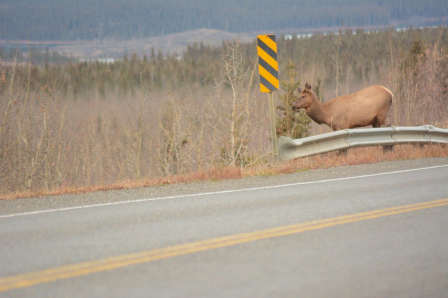 elk