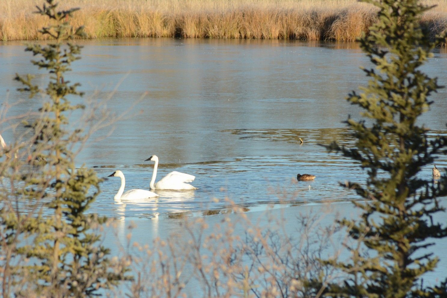 swans in a lake