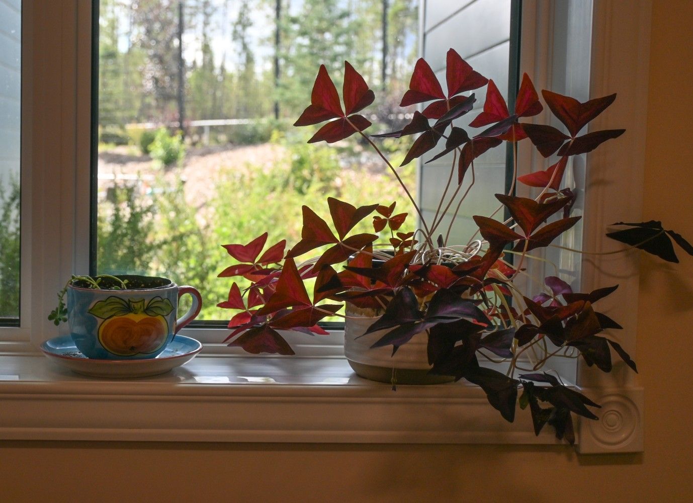 plants by the window sill