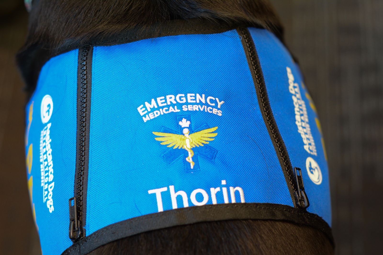 A vest worn by Thorin, the accredited service dog, features his name and Yukon EMS' logo
