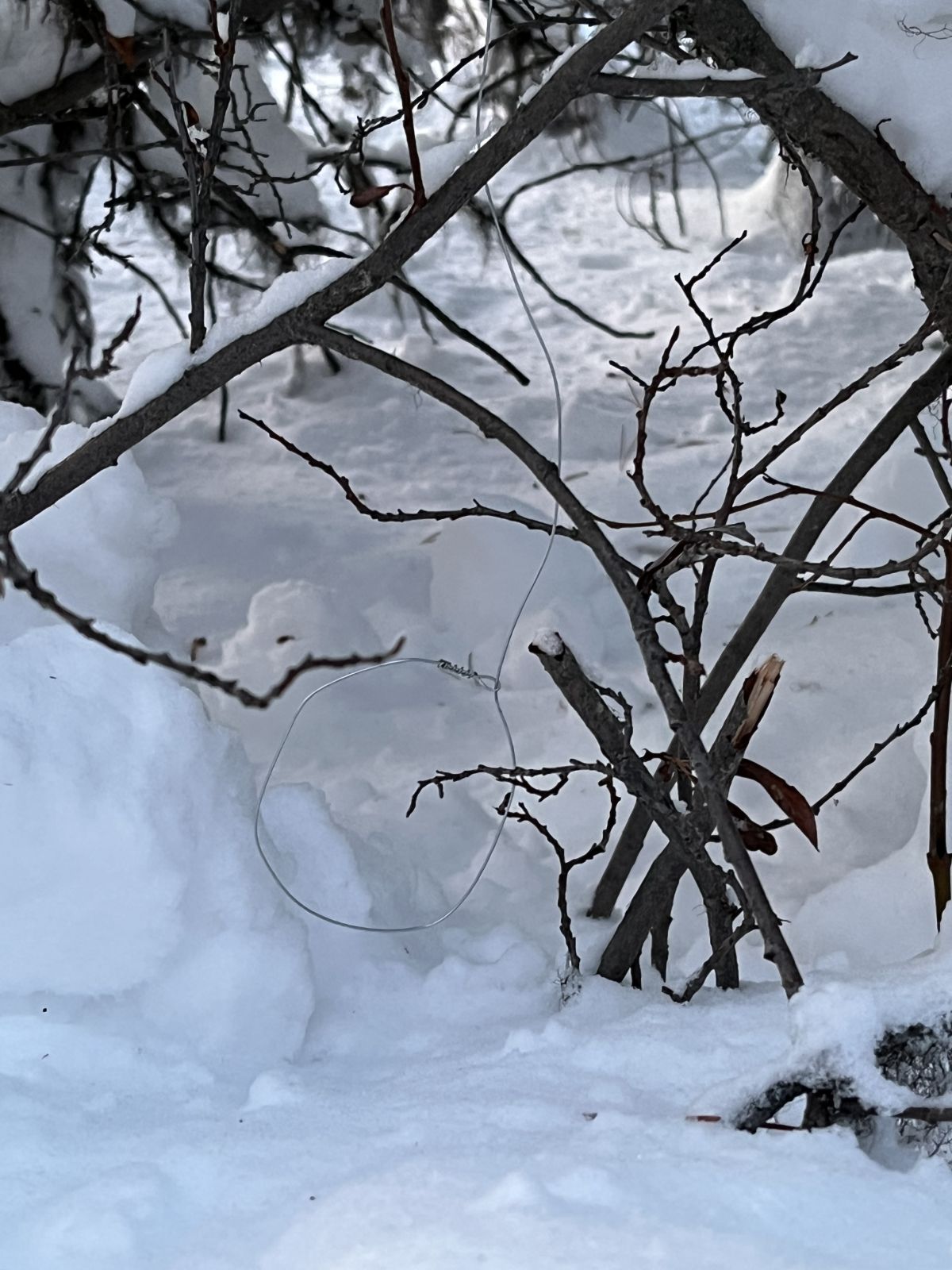 A rabbit snare is ready on the trapline