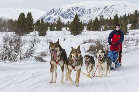 Dog sledding tour with Alayuk Adventures.