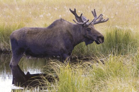 A moose in a pond.