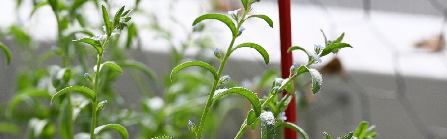 plant 