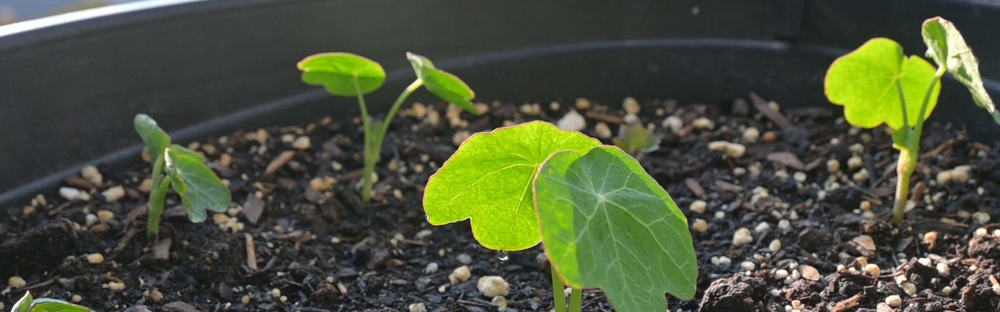 growing plant 